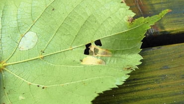 Szkodniki na liściach lipy Szkodniki na liściach lipy