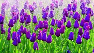 Tulipan 'Inge de Bruyn' kwitnie w połowie maja. Cebulki należy sadzić jesienią Tulipan 'Inge de Bruyn' kwitnie w połowie maja. Cebulki należy sadzić jesienią