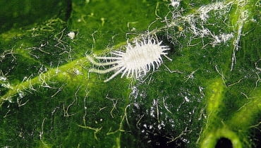 Wełnowce to trudne do zwalczenia szkodniki. Można z nimi walczyć preparatami chemicznymi lub roztworem wody, alkoholu i detergentu SZKODNIK - WELNOWIEC - ZAGROZONE : PALMY , KAKTUSY , OLEANDRY , ASPARAGUSY , WILCZOMLECZE , KROTONY FOT. GABRIEL LABANOWSKI PUBLIKACJA KWIETNIK NR 3 (147) - 3 2007 - KLINIKA ROSLIN PUBLIKACJA KWIETNIK NR 11 (203) - 11 2011 SLOWA KLUCZOWE: ROSLINY SZKODNIKI ZDJĘCIE DO WKŁADKI: PUBLIKACJA KWIETNIK NR 3 (147) - - KLINIKA ROSLIN - CZASOPISMA