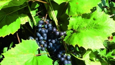 Aby winogrona dobrze dojrzewały, warto usunąć część liści, które zasłaniają im dostęp do światła. Aby winogrona dobrze dojrzewały, warto usunąć część liści, które zasłaniają im dostęp do światła.