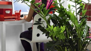 ZAMIOKULKAS ZAMIOLISTNY (Zamioculcas zamiifolia) z czasem osiąga duże rozmiary, może więc pełnić funkcję przesłony. Zimmerpflanzen im B´ro: Zamio culcas mit Person SLOWA KLUCZOWE: Aronstabgew chs B´ro B´ros Deko Frau Gr´npflanze Gr´npflanzen Leute Menschen People Pflanze Pflanzen Tisch Topfpflanze Topfpflanzen Zamioculcas Zamioculcas zamiifolia Zimmerpflanze Zimmerpflanzen arbeiten Hochformat