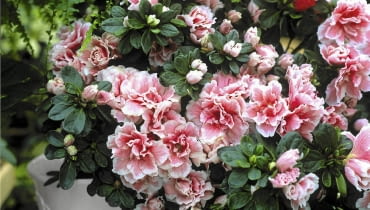 azalia 'Lulu' PotEe d'azalEe hyb, Hiver SLOWA KLUCZOWE: Azalee Beh?lter bl´hen bl´hend Bl´te Box Container Gef??e in Bl´te Pflanze Pflanzen pink rosafarben Topf Winter