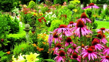 Jeżówki to moje ukochane kwiaty lata. Są mało wymagające, odporne na zmienne warunki atmosferyczne i jakie piękne!