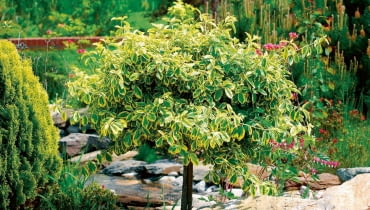 15.05.2008OGROD , TRZMIELINA FORTUNEA ( EUONYMUS FORTUNEI ) W FORMIE DRZEWKAFOT. LILIANNA SOKOLOWSKAPUBLIKACJA KWIETNIK NR 1 (181) - 1 2010