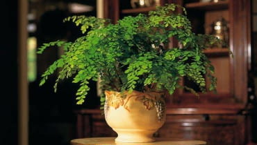 5.60E FOT. FLORA DANIA