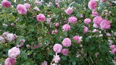 Róża damasceńska Ispahan Róża damasceńska Ispahan
