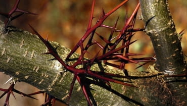 GLEDICZJA TROJCIERNIOWA GLEDITSIA TRIACANTHOS - DRZEWO LISCIASTE FOT. WIESLAW GAWRYS PUBLIKACJA KWIETNIK NR 1 (193) - 1 2011 SLOWA KLUCZOWE: DRZEWO ZDJ?CIE DO WK?ADKI: PUBLIKACJA KWIETNIK NR 1 (193) - CZASOPISMA