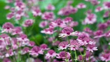 Shutterstock/KAppleyard Shutterstock/KAppleyard