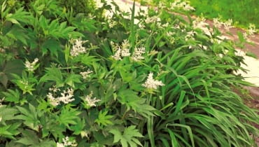 OGROD ROSLINY CIENIOLUBNE - WIAZOWKA BLOTNA