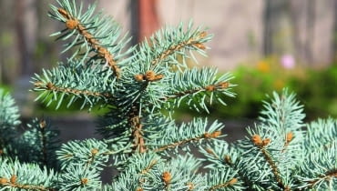 <b>Świerk kłujący.</b> Zwany często srebrnym ze względu na niebieskawe zabarwienie igieł. Ma zgrabniejszą sylwetkę niż pospolity, ponieważ pochodzi wyłącznie z plantacji, gdzie się drzewka formuje. Świerki kłujące mają ostre igły i mogą dość boleśnie pokłuć, zwłaszcza małe dzieci. Dłużej stoją w domu niż pospolite i ładnie pachną. Niestety, bywają drogie. choinka