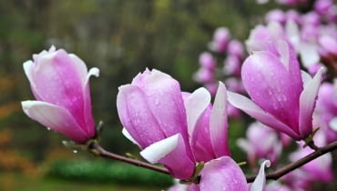 Magnolie w ogrodzie Magnolie w ogrodzie