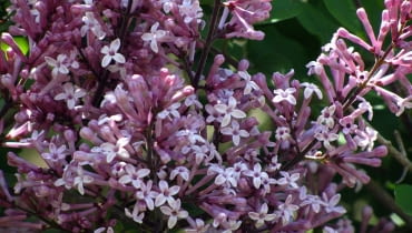 Lilak Meyera Palibin Lilak Meyera Palibin