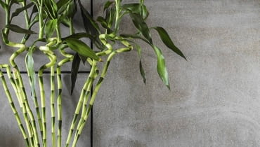 NAWILŻACZ DRACENĘ SANDERA (zwaną też Lucky Bamboo) można uprawiać w naczyniu z wodą, która parując, nawilża powietrze.