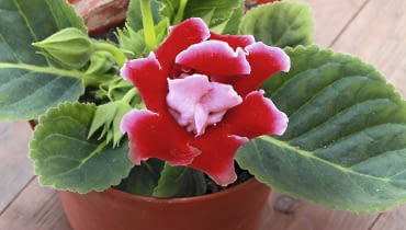 Syningii lepiej nie wynosić latem na balkon. Słońce i deszcze mogą zniszczyć liście i kwiaty. Syningii lepiej nie wynosić latem na balkon. Słońce i deszcze mogą zniszczyć liście i kwiaty.