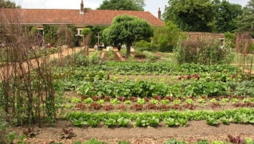 Praktyczne rozplanowanie warzywnika ułatwia pracę. Pamiętajmy o zmianowaniu, to znaczy o tym, by na jednej grządce uprawiać naprzemiennie warzywa z różnych grup, niespokrewnionych ze sobą. Dzięki temu zapobiegamy wyjałowieniu gleby z konkretnych pierwiastków oraz rozprzestrzenianiu się chorób. Praktyczne rozplanowanie warzywnika ułatwia pracę. Pamiętajmy o zmianowaniu, to znaczy o tym, by na jednej grządce uprawiać naprzemiennie warzywa z różnych grup, niespokrewnionych ze sobą. Dzięki temu zapobiegamy wyjałowieniu gleby z konkretnych pierwiastków oraz rozprzestrzenianiu się chorób.