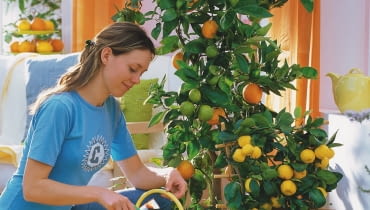 `Frau dngt Citrus sinensis ( Orange ) und Citrus mitis( Calamondinorange ) mit Flssigdnger `Frau dngt Citrus sinensis ( Orange ) und Citrus mitis( Calamondinorange ) mit Flssigdnger