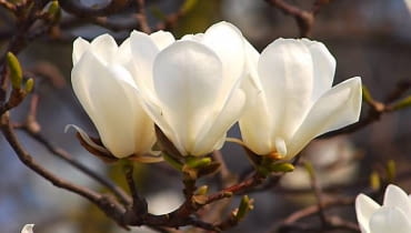 Magnolia naga jest 10-15-metrowym drzewem. Kwiaty pachnące cytryną ukazują się w kwietniu. W młodym wieku może przemarzać. Magnolia naga jest 10-15-metrowym drzewem. Kwiaty pachnące cytryną ukazują się w kwietniu. W młodym wieku może przemarzać.