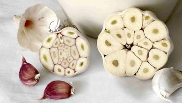 Po lewej typ niekwitnący, po prawej - kwitnący, z łodygą kwiatową w centrum główki Po lewej typ niekwitnący, po prawej - kwitnący, z łodygą kwiatową w centrum główki