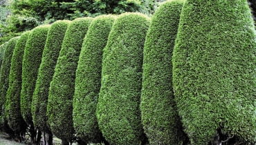 FORMY KOLUMNOWE iglaków prawie nie wymagają strzyżenia. Przycinamy tylko ich górne części, by żywopłot był równy. FORMY KOLUMNOWE iglaków prawie nie wymagają strzyżenia. Przycinamy tylko ich górne części, by żywopłot był równy.