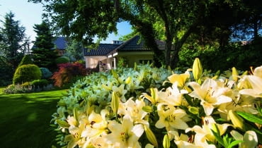 Lilie 'Ercolano' posadzone w potężnej grupie stanowią latem niezwykle efektowny akcent. Lilie 'Ercolano' posadzone w potężnej grupie stanowią latem niezwykle efektowny akcent.