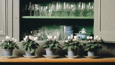 kwiaty doniczkowe, cyklamen, kwiaty w stylu retro, rośliny we wnętrzu