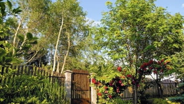 Drzewa przy ogrodzeniu