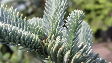 Jodła szlachetna 'Glauca' Jodła szlachetna 'Glauca'