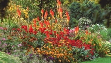 8Hot border with Kniphofia, Dahlia, Monarda and Rudbeckia