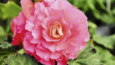 Begonia bulwiasta Begonia bulwiasta