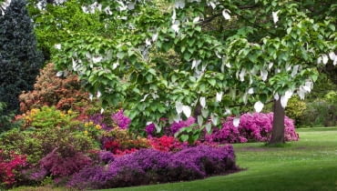 TZW. DRZEWO CHUSTECZKOWE (DAVIDIA INVOLUCRATA) budzi zaciekawienie zwiedzających. TZW. DRZEWO CHUSTECZKOWE (DAVIDIA INVOLUCRATA) budzi zaciekawienie zwiedzających.