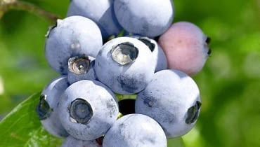 Borówka amerykańska