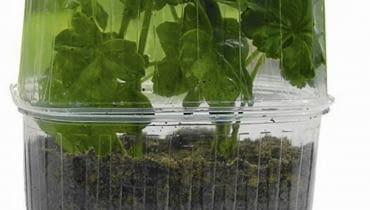 Rozsada z roślin sezonowych. Można ją robić latem podczas przycinania roślin 13.07.2004 WARSZAWA OGROD PRYWATNY SADZONKI ROSLIN BALKONOWYCH PRZYGOTOWANIE SADZONEK ROSLINY BALKONOWE MINISZKLARENKA ROZMNAZANIE WEGETATYWNE PELARGONIA PELARGONIUM ROSLINA DONICZKOWA FOT. PAWEL SLOMCZYNSKI / AGENCJA GAZETA PUBLIKACJA KWIETNIK NR 9 (117) - 9.2004 SLOWA KLUCZOWE: OGRODNICTWO ROSLINY ZDJĘCIE DO WKŁADKI: PUBLIKACJA KWIETNIK NR 9 (117) - CZASOPISMA