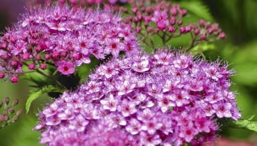 tawuła latem tawuła latem