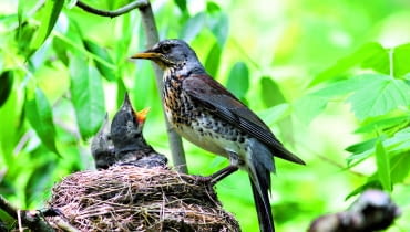 Kwiczoł może mieć nawet dwa lęgi w roku - pierwszy już w kwietniu. Młode zwykle opuszczają gniazdo po dwóch tygodniach, jeszcze jako nieloty. Kwiczoł może mieć nawet dwa lęgi w roku - pierwszy już w kwietniu. Młode zwykle opuszczają gniazdo po dwóch tygodniach, jeszcze jako nieloty.
