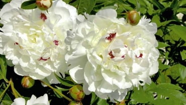 Wyglądają jak duże puszyste pompony. W letnim ogrodzie z powodzeniem konkurują nawet z różą. Ich wspaniałą urodą zachwycali się już twórcy starochińskich drzeworytów. <BR />Piwonie, zwane też peoniami, przywędrowały do Europy w XVI wieku z Chin. Starożytni Chińczycy docenili nie tylko ich urodę, ale również właściwości lecznicze (łacińska nazwa tej rośliny, Paeonia, pochodzi od greckiego słowa paionia, znaczącego uzdrawianie). Najbardziej znana jest piwonia chińska (ma pełne kwiaty i ponad dwa tysiące odmian) oraz japońska (w środku kwiatu znajdują się wąskie, często inaczej zabarwione płatki wykształcone z fantazyjnie zwiniętych pręcików). Mniej popularne są piwonie anemonowe (z rozrośniętymi płatkami pręcikowymi otoczonymi jedną warstwą szerokich płatków) i drzewiaste. Peonie lubią słońce i półcień oraz żyzną glebę, która musi być stale wilgotna, inaczej zrzucą pąki. Ta długowieczna bylina może pozostać w jednym miejscu nawet 15 lat; dopiero gdy zacznie słabiej kwitnąć, trzeba ją podzielić i przesadzić (na przełomie sierpnia i września). <BR />'Festiva Maxima' - piwonia chińska z charakterystycznymi bordowymi plamkami na śnieżnobiałych płatkach. ONE TIME USE ONLY DO JEDNORAZOWEGO UZYCIA ROSLINY KWIATY PIWONIA PAEONIA ' FESTIVA MAXIMA ' FOT. JOLANTA PIEKARZ PUBLIKACJA OGRODY NR 6 (122) - 6 2009