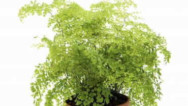 Adiantum dobrze się czuje w oranżeriach. Młode okazy można też sadzić w dużych szklanych naczyniach (np. w gąsiorach na wino), w których łatwo zapewnić wilgotny mikroklimat. Adiantum inaczej niekropień dobrze się czuje w oranżeriach. Młode okazy można też sadzić w dużych szklanych naczyniach (np. w gąsiorach na wino), w których łatwo zapewnić wilgotny mikroklimat.