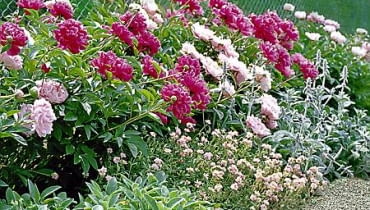 Piwonie z posadzonymi obok niskimi bylinami - czyśćcem wełnistym i posłonkiem tworzą uroczą, zachwycającą obfitością kwiatów rabatę.