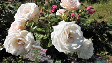 Róża rabatowa Madame Anisette