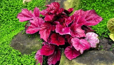 Ten mieszaniec powstał ze skrzyżowania begonii królewskiej z B. metallica Begonia rex