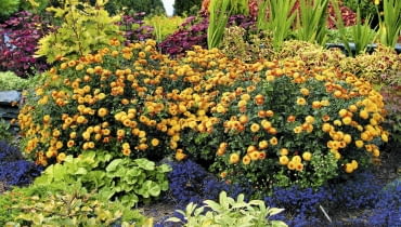 chryzantemy 10.09.2003 WARSZAWA OGROD PRYWATNY WLASNOSC ANDRZEJ I IZABELA KASZUBA CHRYZANTEMA LOBELIA SZALWIA FOT. PAWEL SLOMCZYNSKI AGENCJA GAZETA SLODVD011 PUBLIKACJA KWIETNIK NR 11 (107) - 11.2003 SLOWA KLUCZOWE: ROSLINY OGRODY ZDJĘCIE DO WKŁADKI: PUBLIKACJA KWIETNIK NR 11 (107) - CZASOPISMA