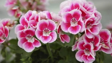 Pelargonia rabatowa 'Flower Fairy White Splash' 26.06.2009 ZABORZE K/KOSWIECIMIA PLANTPOL - FIRMA PRODUCENT ROSLIN - DZIEN OTWARTY ZDJECIA DLA : OGRODY , KWIETNIK N/Z PELARGONIUM ZONALE FLOWER FAIRY WHITE SPLASH FOT. MICHAL MUTOR / AGENCJA GAZETA