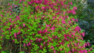 Porzeczka krwista (Ribes sanquineum) to dekoracyjny krzew o wysokości do 1,5 m. Liczne grona jego szkarłatnych kwiatów (do 8 cm dł.) pojawiają się już w kwietniu (odm. 'Brocklebanki' ma różowe kwiaty i żółtozielone liście). Nieliczne czarne owoce nie są smaczne. Porzeczka ta jest wrażliwa na mróz, należy więc ją sadzić w zacisznych miejscach Porzeczka krwista (Ribes sanquineum) to dekoracyjny krzew o wysokości do 1,5 m. Liczne grona jego szkarłatnych kwiatów (do 8 cm dł.) pojawiają się już w kwietniu (odm. 'Brocklebanki' ma różowe kwiaty i żółtozielone liście). Nieliczne czarne owoce nie są smaczne. Porzeczka ta jest wrażliwa na mróz, należy więc ją sadzić w zacisznych miejscach