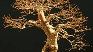 Bonsai. To także zminiaturyzowana lipa, ale w stroju zimowym. bonsai