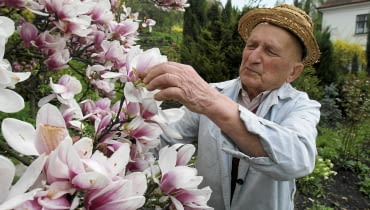 Punkt postojowy przy ul. 3 Maja 17: młody okaz odmiany 'Rustica Rubra' 18.03.2008 CIESZYN SEZON NA MAGNOLIE W CIESZYNIE ROZPOCZETY SZLAK " NAJPIEKNIEJSZE MAGNOLIE ROSNA W CIESZYNIE " N/Z PAN JERZY SZMEK I JEGO MAGNOLINA Z NUMEREM 7 NA TRASIE SZLAKU / MAGNOLIE TURYSTYKA SZLAK NAJPIEKNIEJSZE DRZEWO KWIATY ZAKWITANIE WIOSNA FOT. PAWEL SOWA / AGENCJA GAZETA PLYTA KATOWICE NR 213