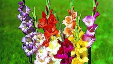 W kwietniu rozpoczynamy sadzenie mieczyków. MIECZYK GLADIOLUS BYLINA NIE ZIMUJACA W GRUNCIE ROSLINA SEZONOWA