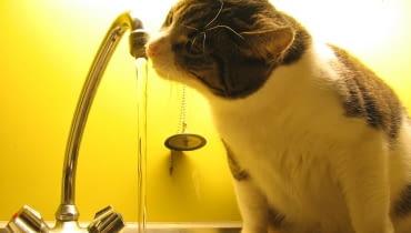 Koda z kranu Koda z kranu