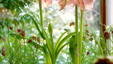 Hipeastrum (Hippeastrum) Jego pęd kwiatostanowy dorasta do wysokości 50-60 cm i zwieńczony jest kilkoma wielkimi kwiatami. Zdobią one roślinę wczesną wiosną. Szablaste liście utrzymują się do września, potem zasychają. Cebule przechowujemy w temperaturze ok. 10°C, a po okresie spoczynku sadzimy je ponownie w grudniu lub styczniu. ONE TIME USE ONLY DO JEDNORAZOWEGO UZYCIA