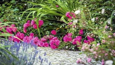Róża okrywowa 'PALMENGARTEN FRANKFURT' - ma dość duże kwiaty o średnicy ok. 6 cm. Rozwijają się w czerwcu i jesienią. Krzewy dorastają do 0,7 m wysokości i szerokości. Wymagają ściółkowania na zimę. hr-a SLOWA KLUCZOWE: Fairy Flower kwiat kwiaty poziom horizontal lovely róża roza rosa roses lato sumer cocer okrywowe pink różowy rozowy