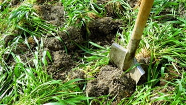 Rośliny na zielony nawóz Rośliny na zielony nawóz