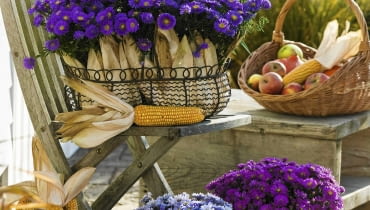 Astry marcinki w koszykach wyłożonych łupinami kukurydzy oraz jej kolby i trochę jabłek - to wystarczy do stworzenia jesiennego nastroju. Aster dumosus 'Blue Lapis' 'Sapphire' 'Purple Diamond' ( Kissenastern ) mit Zea ( Mais ) in Drahtkorb und Draht´bert^pfen, Korb mit fpfeln und Maiskolben SLOWA KLUCZOWE: 000 Herbst drau?en Topf Terrasse hoch lila Stauden Portr t Arrangement Stuhl ZZZ msgnp08